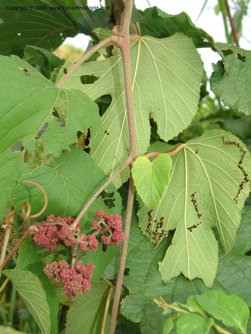 Ampelocissus africana, RGereau6834--Tanz. Mzelezi For. Res.  Mahenge-Sali. 12 Feb 06. 365.jpg