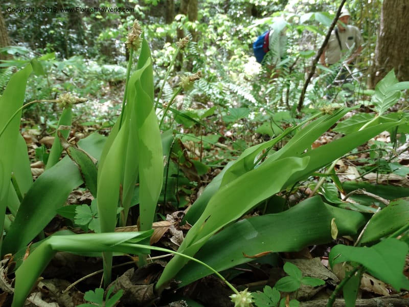 Cymophyllus fraserianus, Davidson, C 12984--North Carolina. Clay Co. Perry Gap Rd, Barnard's Cr. 13 May 2015. DSC04860 (318).JPG