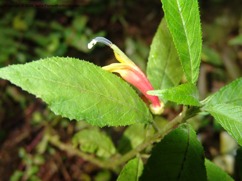 Lobelia laxiflora--Mexico. Chiapas. Res. Biosf. El Triunfo. Trail NW along stream. 9 Nov 04. 062.jpg