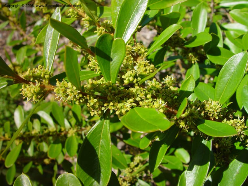 Buxus vahlii--FL. Fairchild Trop. Gard. 8 Apr 03. 234.jpg