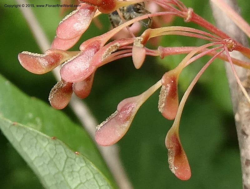 Euptelea pleiosperma, Boufford, D 43587--China. Sichuan. Tudiling Tunnel. 6 May 2014. DSC03860 (229).JPG