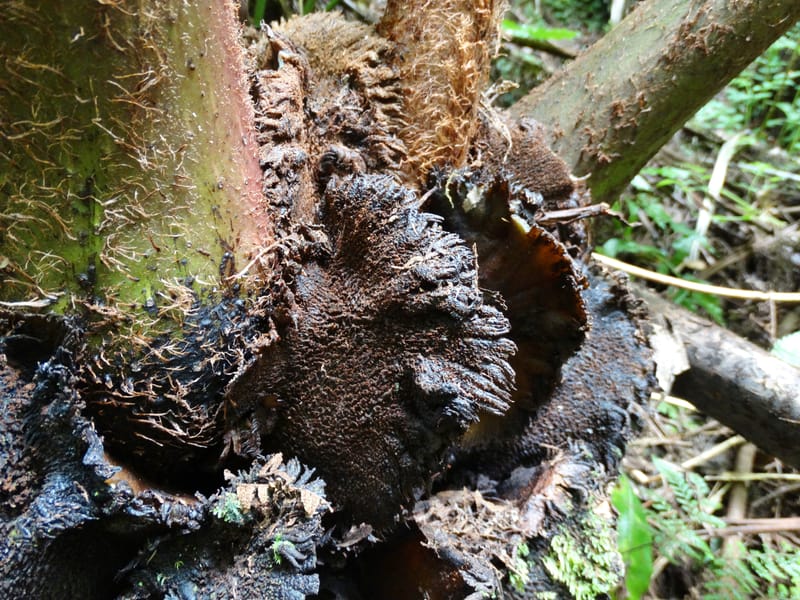 Angiopteris, Munzinger, J 7403--New Caledonia. Haute Robinson. 11 Nov. 2015. DSC00909 (312).JPG
