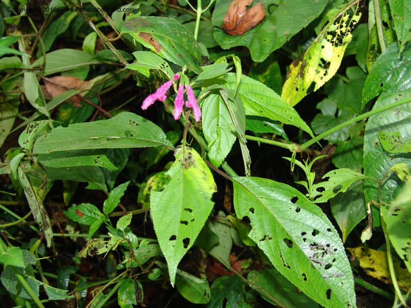 Salvia, Croat 95732--Ecuador. Maquipucuna Biol. Res. Send. Princip. 11 Mar 06. 303 (1).jpg