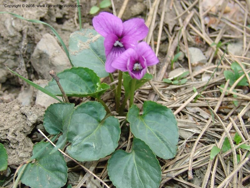 Viola odorata--Georgia. Kazbeki . Trail-road to Sameba Church. 2 Jun 05. 133.jpg