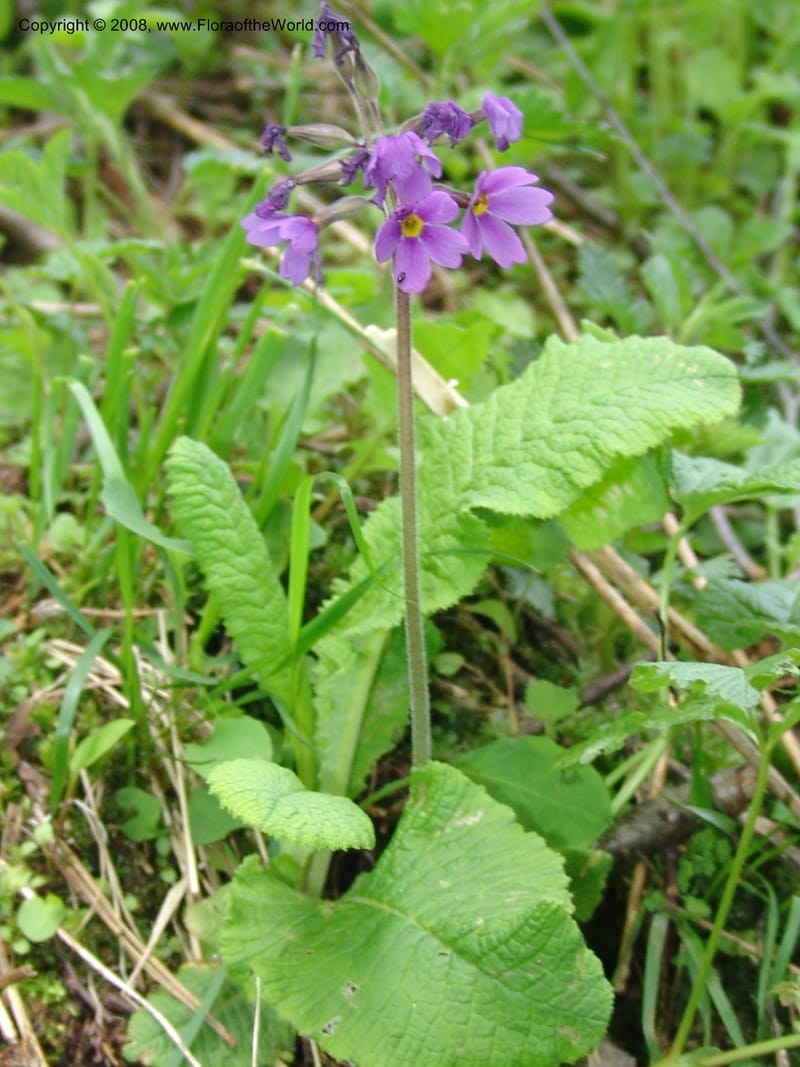 Primula amoena--Georgia. Kazbeki . Trail-road to Sameba Church. 2 Jun 05. 082.jpg