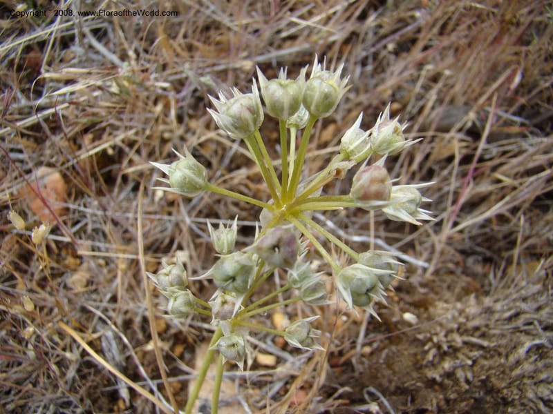 OR. Malheur Co. Leslie Gulch. 1 Jun 08. 211.jpg