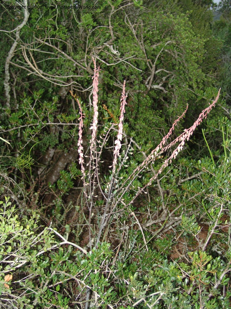 Gasteria bicolor--So.Africa. E. Cape. Uitenhage Nat. Res. 6 Mch 05. 216.jpg