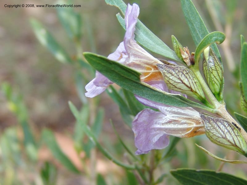 Petalidium oblongifolium cf--So.Africa. Mpumal. twd Steelpoort. 16 Mch 05. 009.jpg