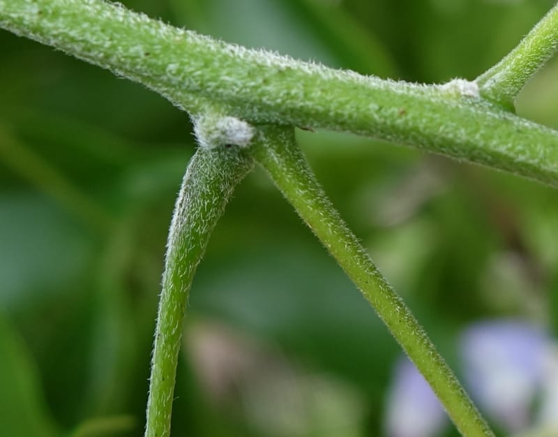 Callerya megasperma, Davidson, C 13335--Australia. Qld. Austinville Rd. 17 Oct 2016. DSC02741 (39).JPG