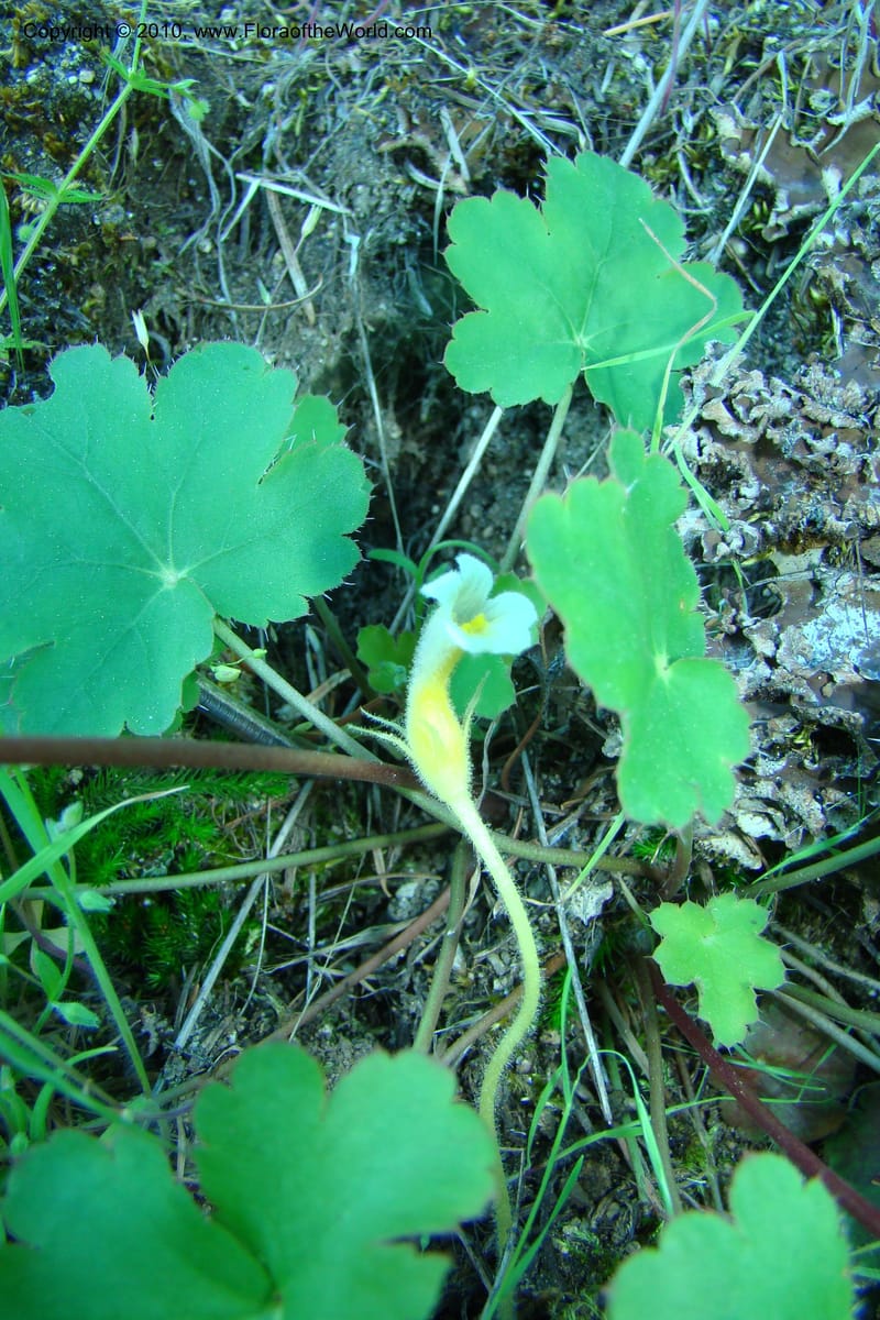 Orobanche uniflora, C. Davidson 11378--Idaho. Idaho Co. Salmon River. Polly Bemis Ranch. 27 May 2009. 023.jpg
