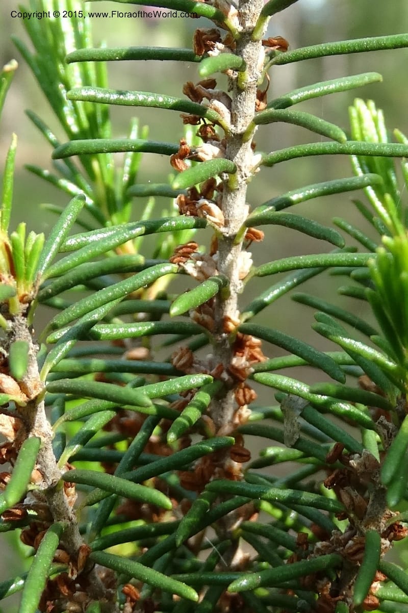 Ceratiola ericoides, Davidson, C 13062--South Carolina. Lexington Co. Redmond Rd. 20 May 2015. DSC06945 (2).JPG