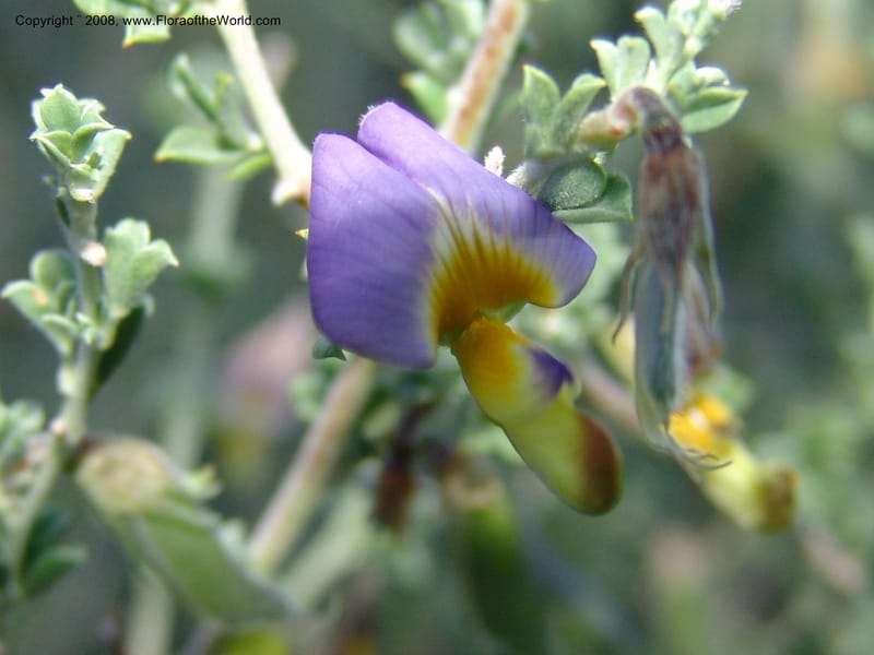 Lotononis sericophylla--So.Africa. E. Cape. Joubert's Pass, SE of Lady Gray. 9 Mch 05. 280.jpg