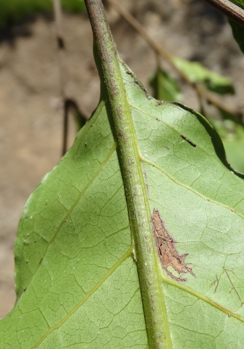 Cupaniopsis, Callmander, M 1227--New Caledonia. Tina. 10 Nov 2015. DSC00610 (26).JPG
