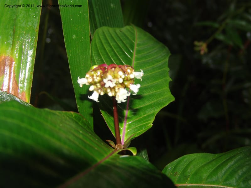 Psychotria oinochrophylla, RVasquez 31535--Peru. Prov. Oxa. Estac. Paujil. Send. El Mirador. 16 Oct 06. 305 (4).jpg