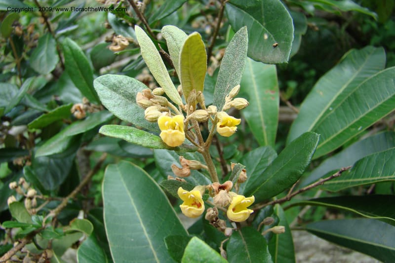 Anastrabe, Z. Rogers 1299--South Africa. KwaZulu-Natal. Krantzkloof Nat. Res. 24 Jan 09. 014.jpg