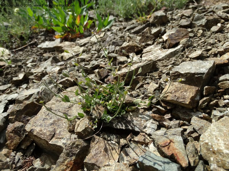 Noccaea fendleri, Davidson, C 12589--ID. Idaho Co. Seven Devils Camp Ground. 15 Jul 2014. DSC00113 (80).JPG