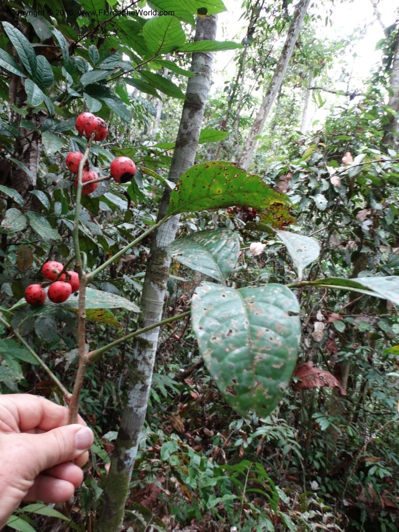 Meliosma, Davidson, C 12932--Sabah. Kinabalu Nat. Park. Nalumad Substesen. 29 Mar 2015. DSC01294 (130).JPG