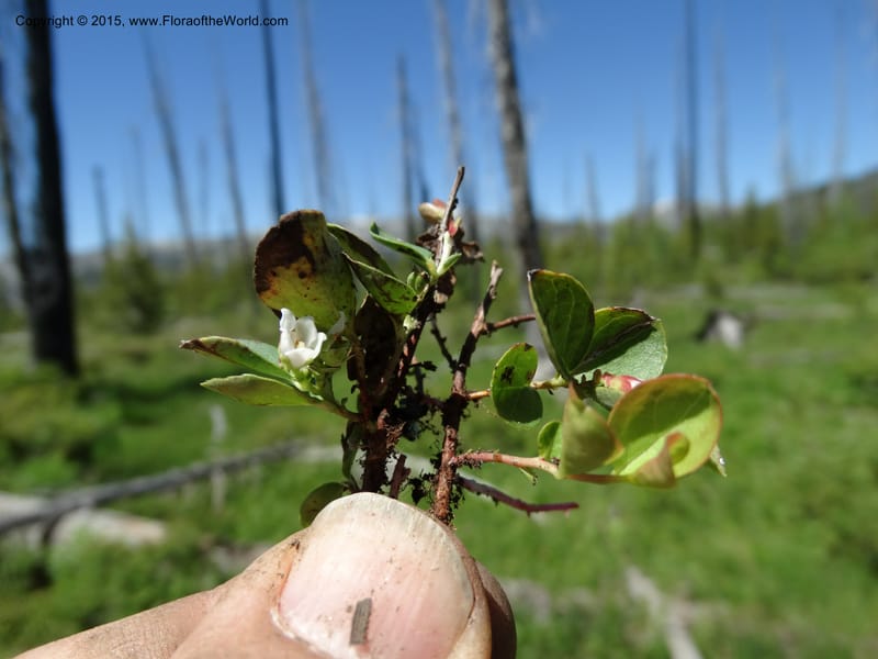 Gaultheria humifusa, Davidson, C 12546--ID. Valley Co. Cloochman Saddle Rd. 1 Jul 2014. DSC09181 (91).JPG