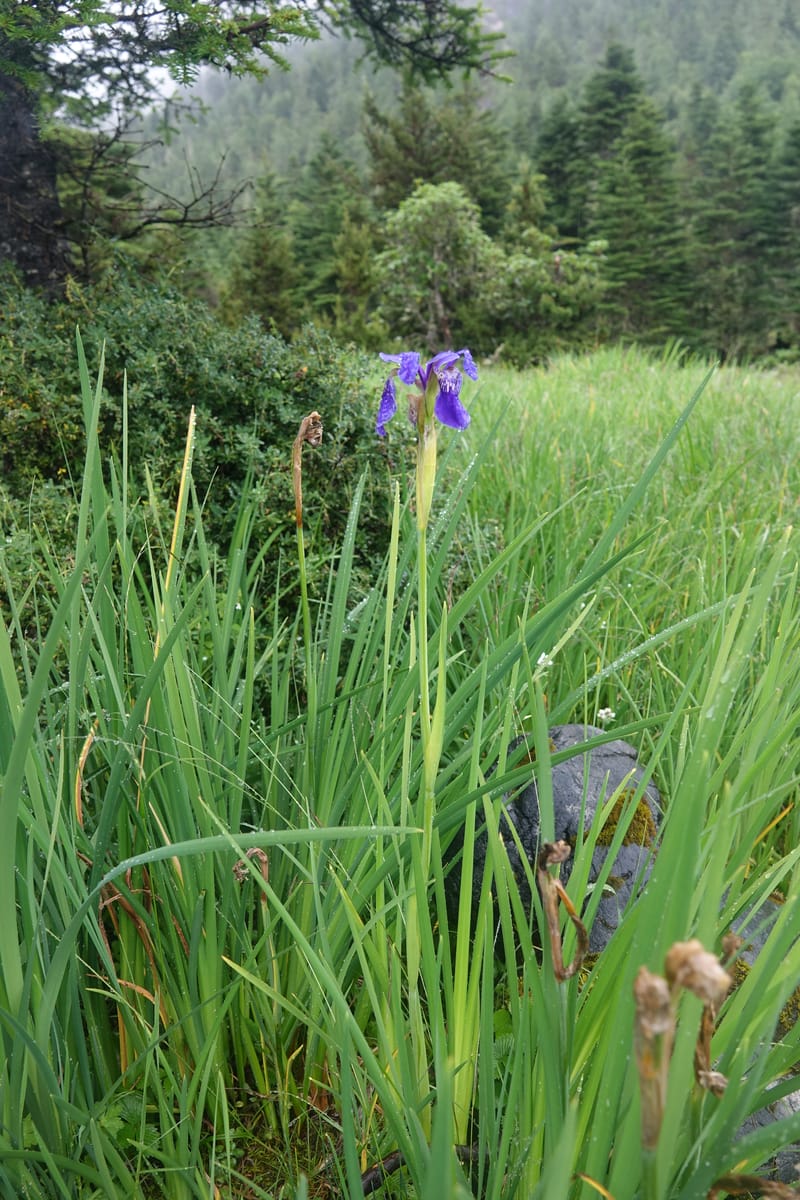 Iris bulleyana, D. Boufford 43982--China. Yunnan. Tianbao Shan. 10 Aug 2017.  (237).JPG
