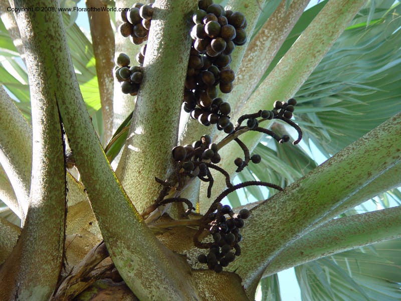 Bismarckia nobilis. 92251 E--FL. Fairchild Tropical Gard. 16 Jan 03. 015.jpg