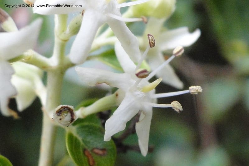 Calycophyllum multiflorum, W. D. Stevens 31189--Paraguay. Edo. Concepcion. Garay Cue. 19 Mar 2011. 282 (6).jpg
