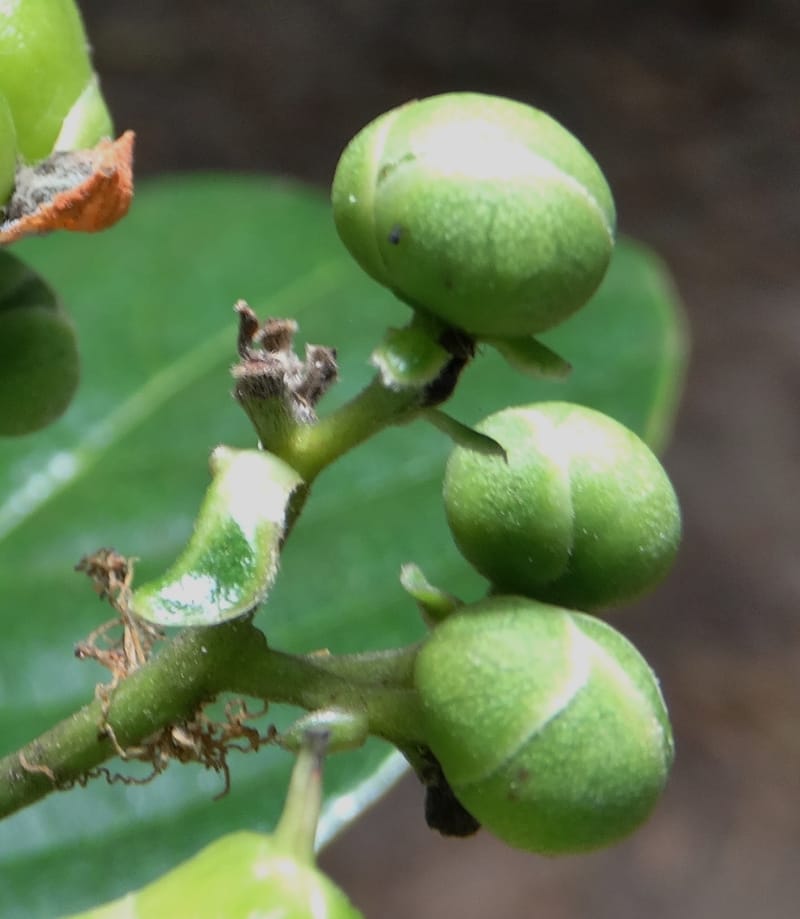 Tetracera billardieri, Lowry, P 7392--New Caledonia. Nehoue Forest. 17 Nov 2015. DSC03041 (357).JPG