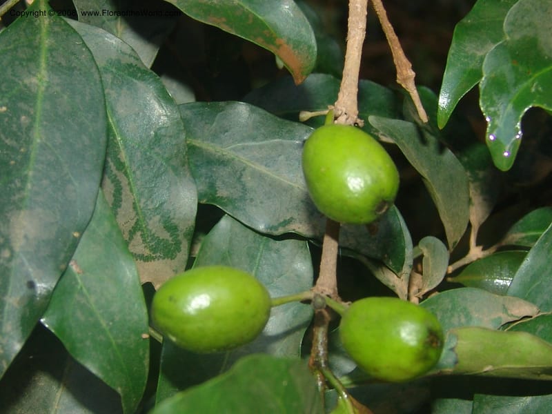 Canthium inerme--So.Africa. Mpumal. Moodie Mts.  18 Mch 05. 388.jpg