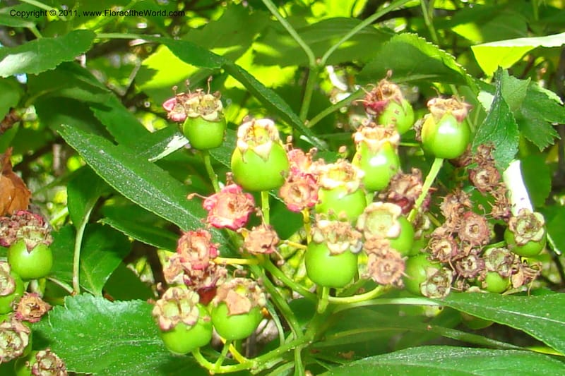 Crataegus douglasii, C. Davidson 11396--Idaho. Idaho Co. Salmon River. Shepp Ranch. 28 May 2009. 105.jpg