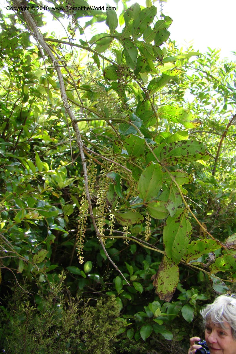 Coriaria arborea, C. Gemmill 731--New Zealand. N. Island. Mt. Te Aroha. 13 Jan 2010. 332 (18).jpg