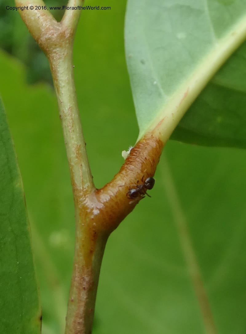 Lepisanthes fruticosa, Buerki, S 361--Sabah. Ulu Senagang. 9 Oct 2014. DSC03434 (56).JPG