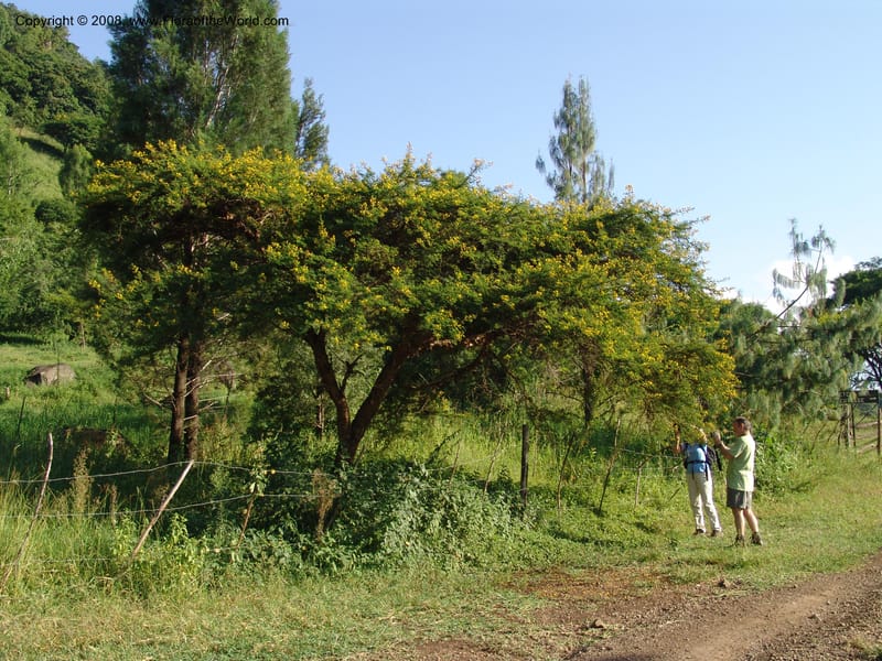 Acacia--Kenya. Homa Bay Distr. Koru. Kweissos House. 3 Jul 04.Kenya. Homa Bay Distr. Koru.. 2 Jul 04. 050.jpg