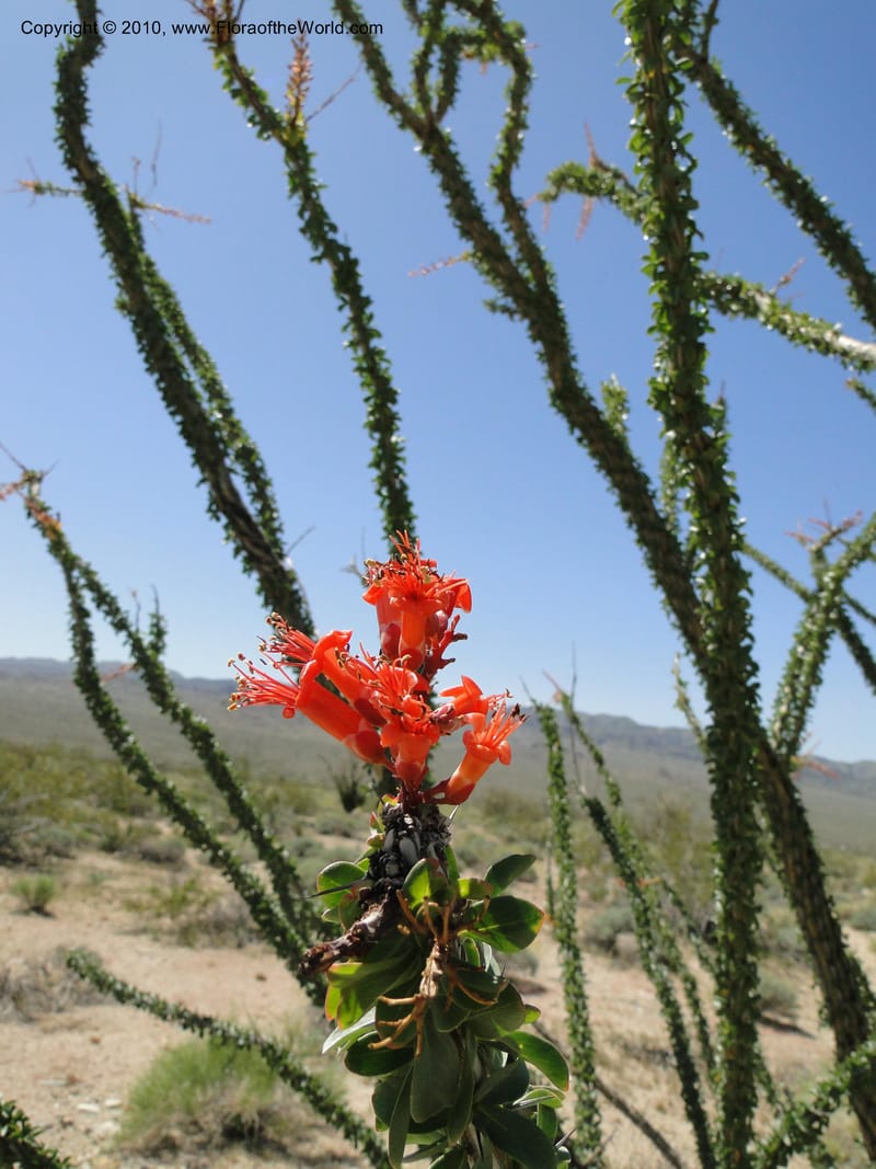 Fouquieria splendens, C. Davidson 11646--California. Riverside Co. 1 April 2010. 181.jpg