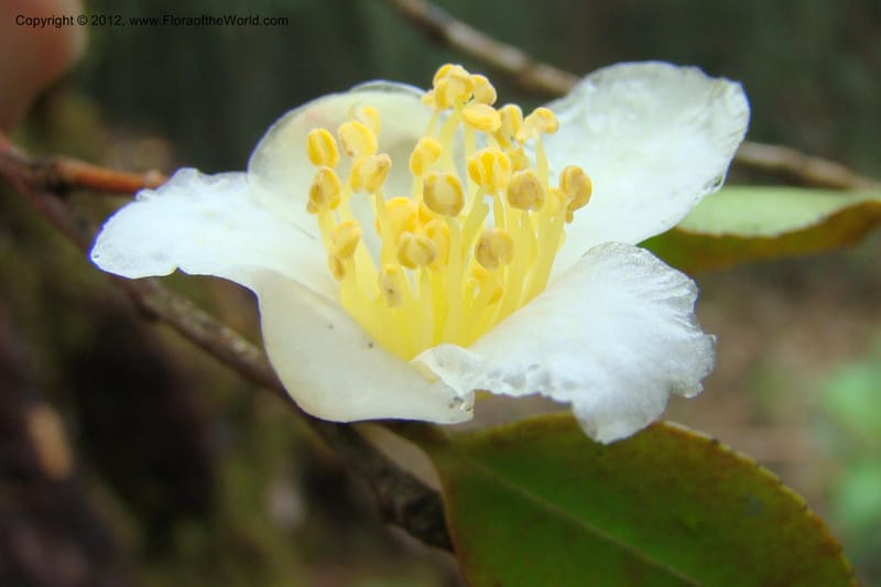Camellia, Regalado 1650--Viet Nam. Lao Cai Prov. Sa Pa Distr. Hoang Lien Son. 6 Apr 09. 318.jpg