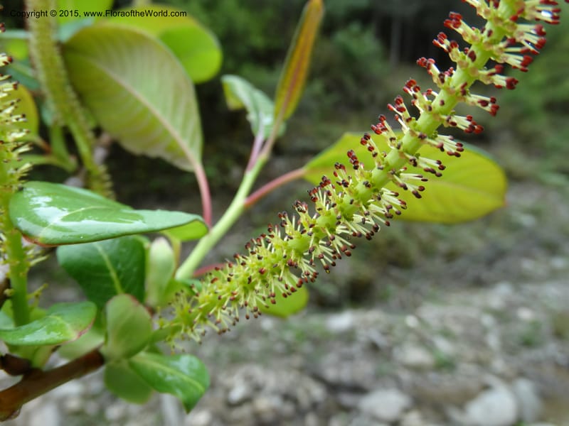 Salix, Boufford, D 43739--China. Sichuan. XinZhaZi Gou. 14 May 2014. DSC06426 (26).JPG