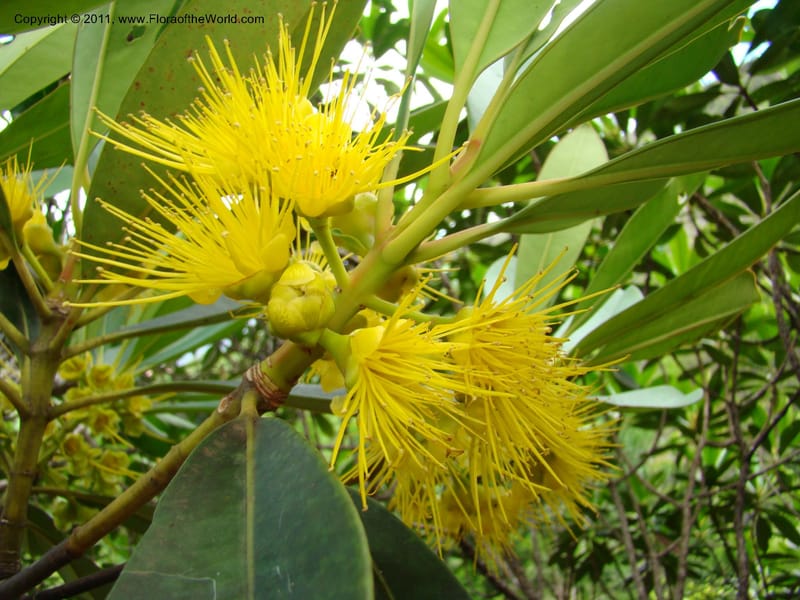 Carpolepis laurifolia, M. Callmander 831--New Caledonia. Mont Dzumac road. 23 Jan 2010.  001 (596).jpg