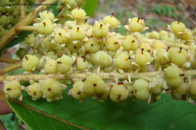 Clethra costaricensis, B. Hammel 25192--Costa Rica. Prov. San Jose. 20 April 09. 164.jpg