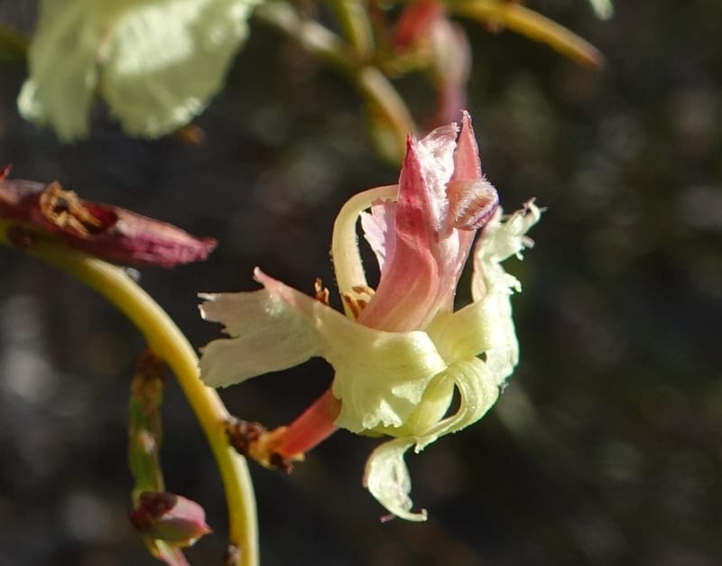 Leschenaultia linarioides, Davidson, C 13441--Australia. W.A. Mt. Adams Rd. 24 Oct 2016. DSC05357 (17).JPG
