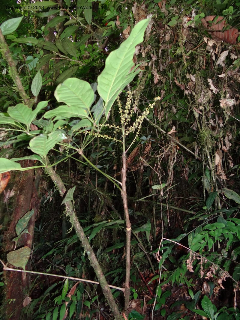 Schefflera bipalmatifolia, SAN.153212--Malaysia, Sabah. Mt. Kinabalu. 5 Apr 2012. DSC06767 (117).JPG