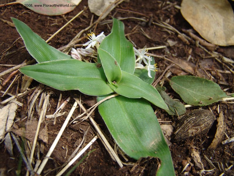Chlorophytum tetraphyllum--Ethiopia. Bio, 6 km N of Modjo, rd twd Debre Zeit. 14 Jul 04. 028.jpg