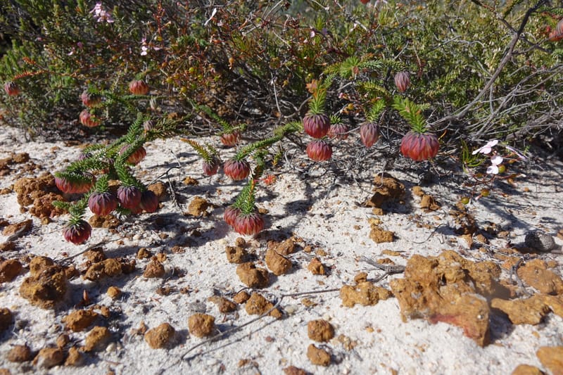 Darwinia polychroma, Davidson, C 13416--Australia. W.A. Past Coorow Rd. 23 Oct 2016. DSC04729 (26).JPG