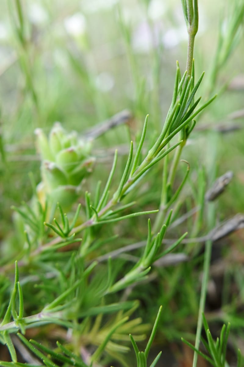 Minuartia laricifolia, Callmander, M 1295-- Switzerland. Hwy 9 to Simplon. Ganterbrucke. 2 Jul 2016. DSC08156 (209).JPG
