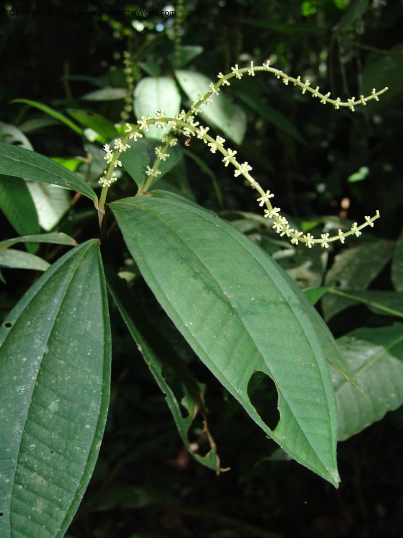 Miconia affinis, AAraujoM1253--Bolivia. Pq. Nac. Madidi. Chalalan. Send. Wabucuru. 30 Nov 04. 006.jpg