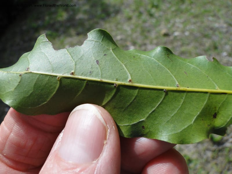 Cupaniopsis, M. Callmander 777--New Caledonia. Upper Tene River Valley. 19 Jan 2010. 953 (8).JPG