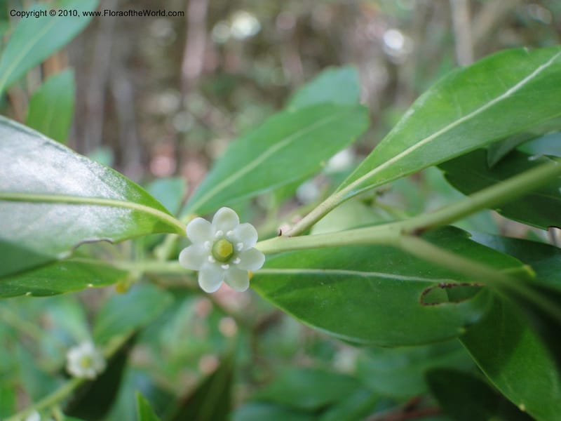 Ilex glabra, Mori, S 27396, USA, North Carolina, Johnson Co., Hwy 50, 3 km SE of Benson, 21 May 2010 (22).JPG