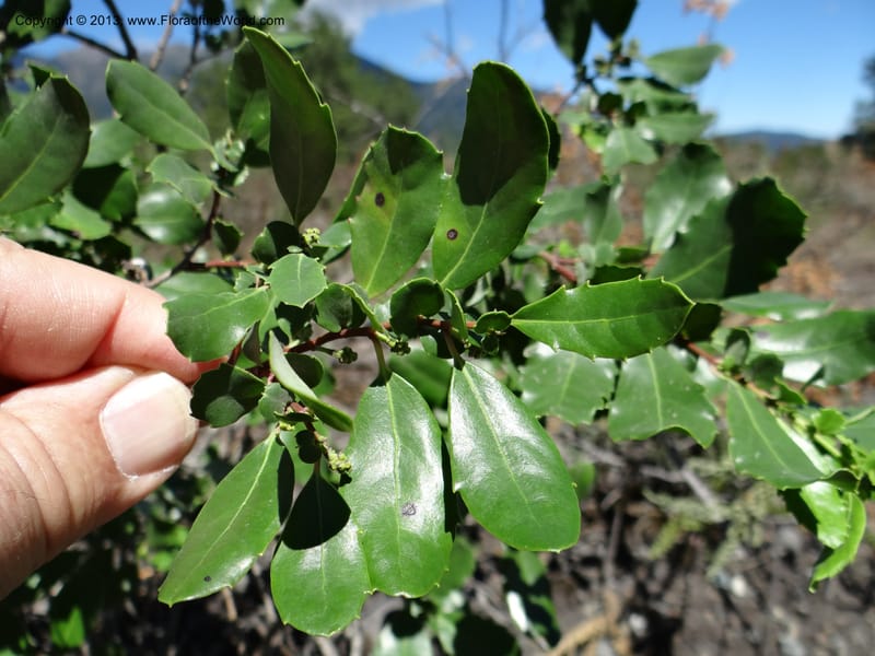 Azara, WDS 34089--Chile. Pte. Polcura.  Odom 11.6. 17 Feb 2013. DSC01159 (156).JPG