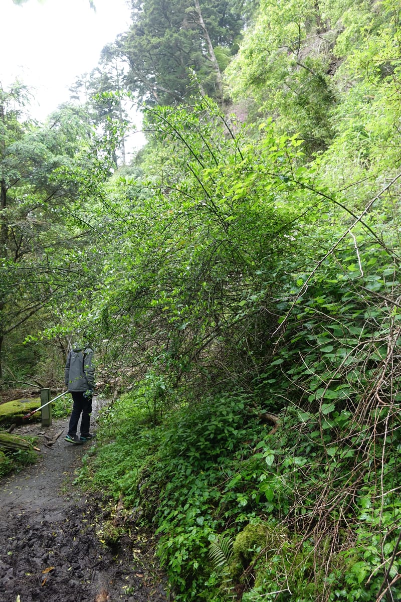 Prinsepia scandens, Tseng Yu-Hsin 1328--Taiwan. Taroko Nat. Park. Mt. Bilu Trail. 21 May 2016.  (68).JPG