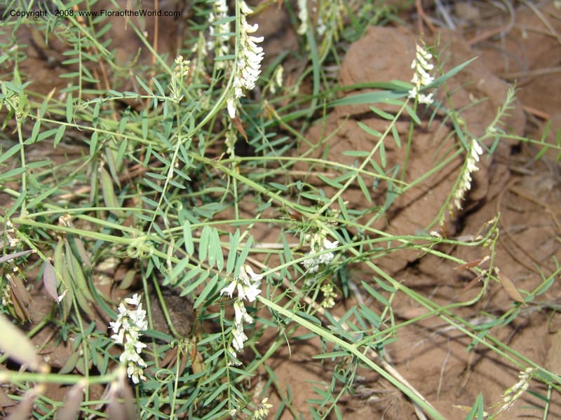 Lathyrus leucanthus--AZ. Coconino Co. San Francisco Pk. For. Serv. Rd. 151. 4 Sep 04. 080.jpg