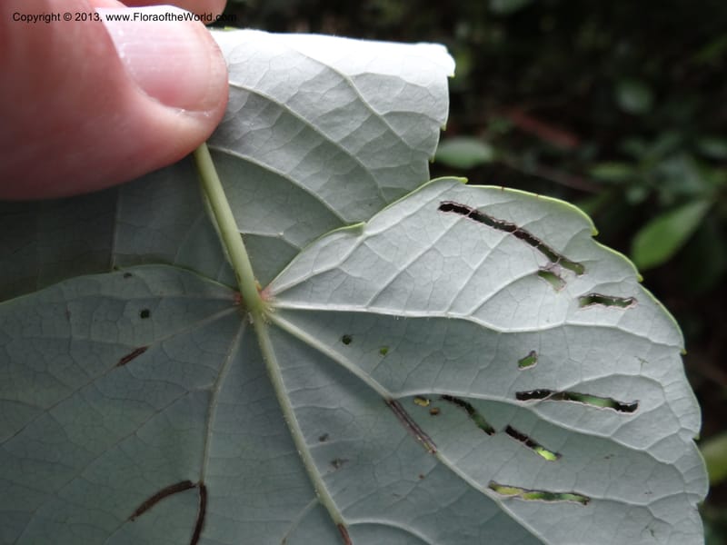 Idesia polycarpa, Yi Yu SQS2012007--China. Anhui Prov. San Qing Shan. 3 Jun 2012. DSC01600 (32).JPG