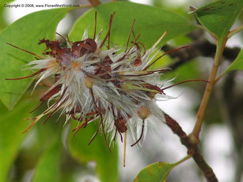 Faurea macnaughtonii--So.Africa. E. Cape. Umtamvuna Nat. Res. 11 Mch 05. 220.jpg