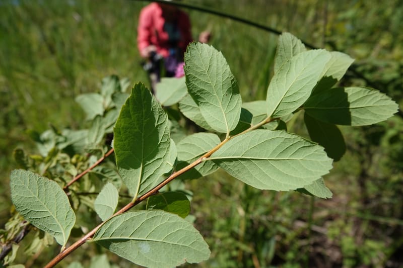 Spiraea douglasii var. menziesii, C. Davidson 13807--ID. Benewah Co. St. Joe R. Rd. Turtle Lake. 8 Jul 2018. DSC05829 (70).JPG